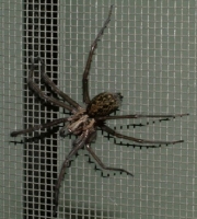 Bengal Spider